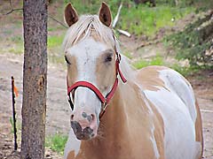 Horse