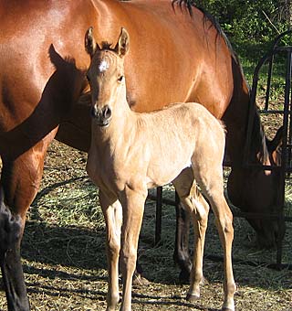 Horse Picture